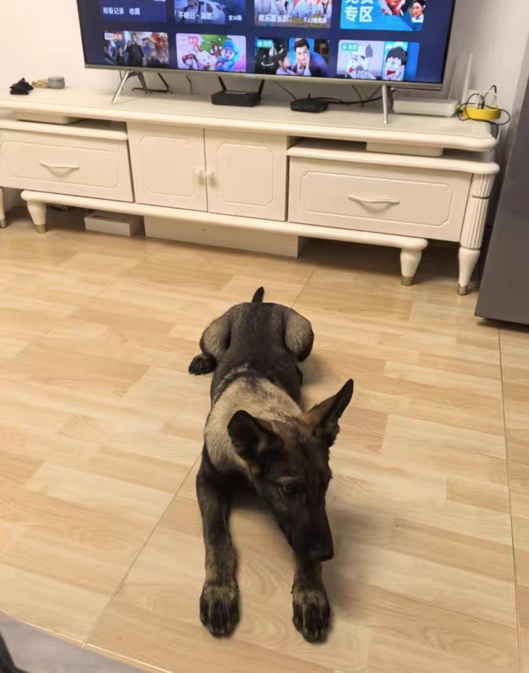 昆明犬
